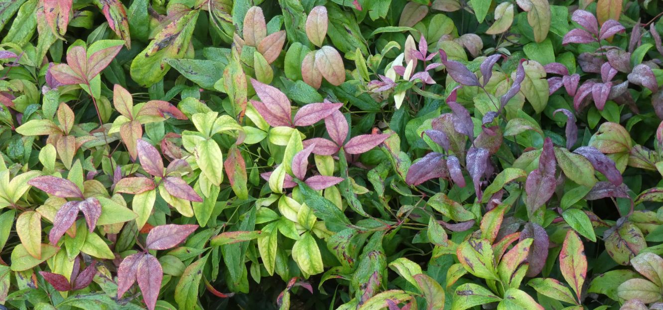 Nandina domestica (Berberidaceae)