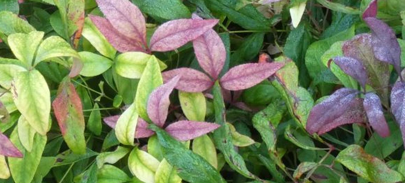 Nandina domestica (Berberidaceae)