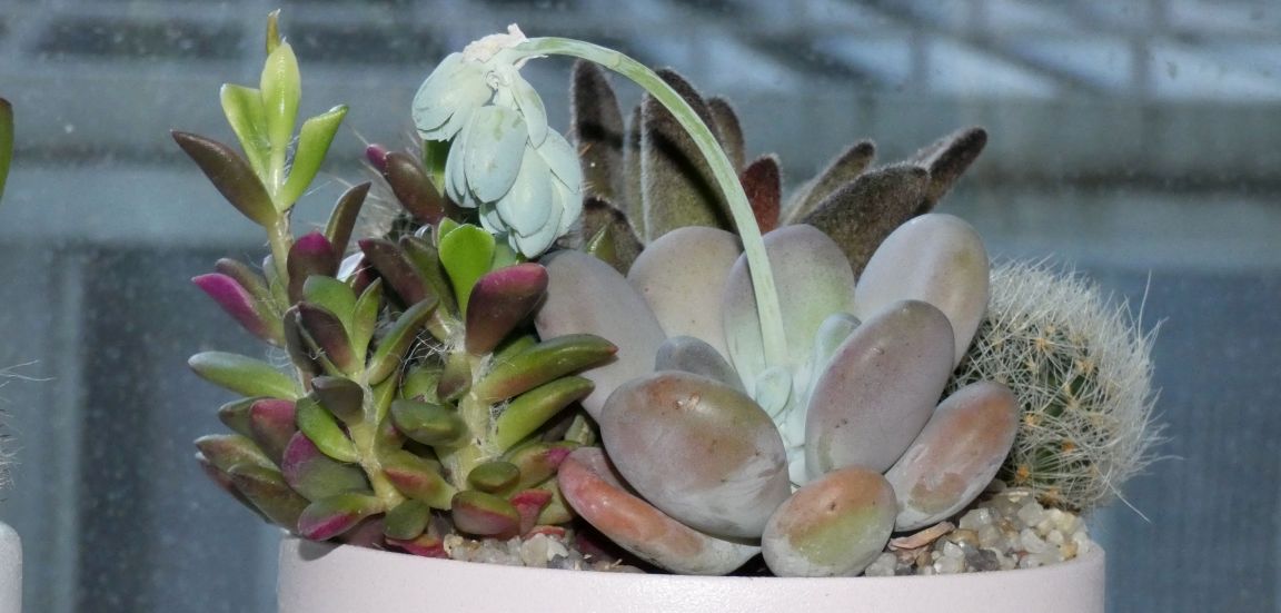 Vasetto di piante succulente 1