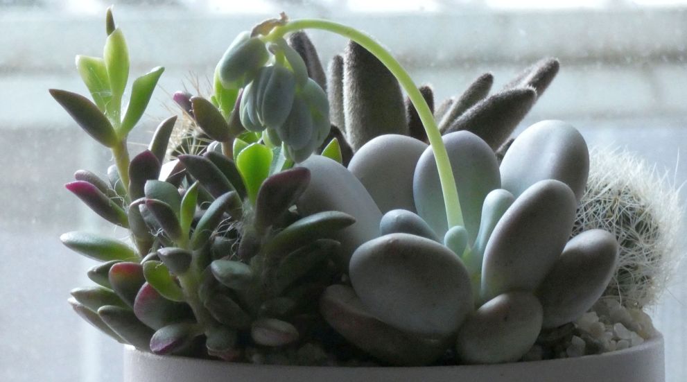 Vasetto di piante succulente 1