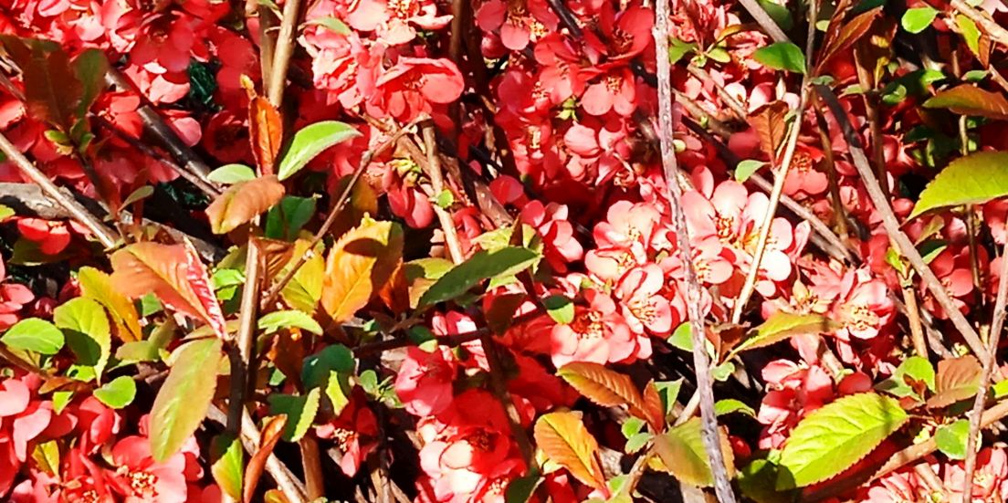 Chaenomeles...?  cv di Chaenomeles speciosa