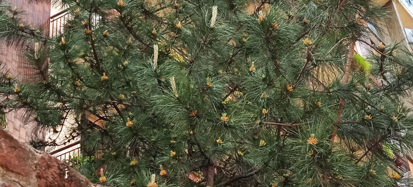 Pinus sp. in antesi?  S, Pinus nigra