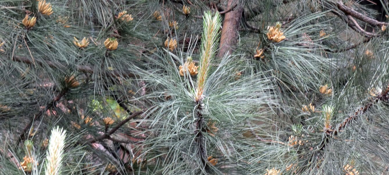 Pinus sp. in antesi?  S, Pinus nigra