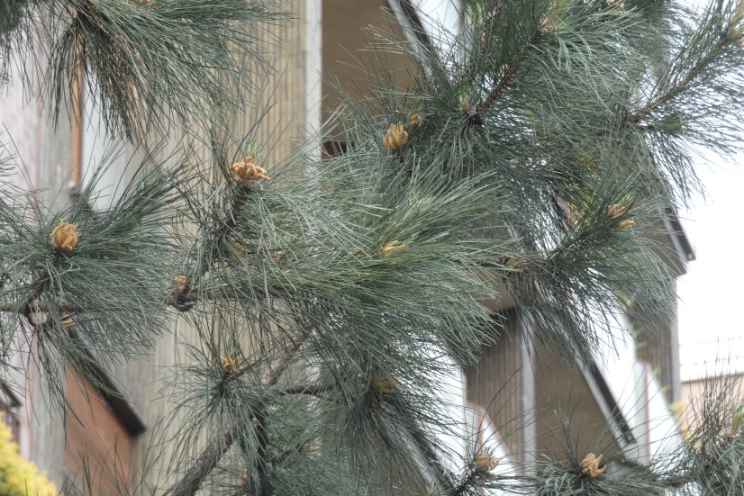 Pinus sp. in antesi?  S, Pinus nigra