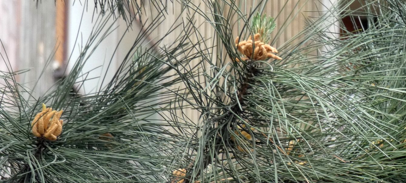 Pinus sp. in antesi?  S, Pinus nigra