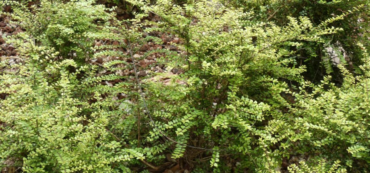 Lonicera ligustrina var. yunnanensis (Caprifoliaceae)