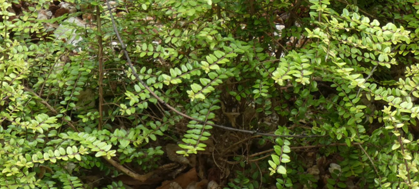Lonicera ligustrina var. yunnanensis (Caprifoliaceae)