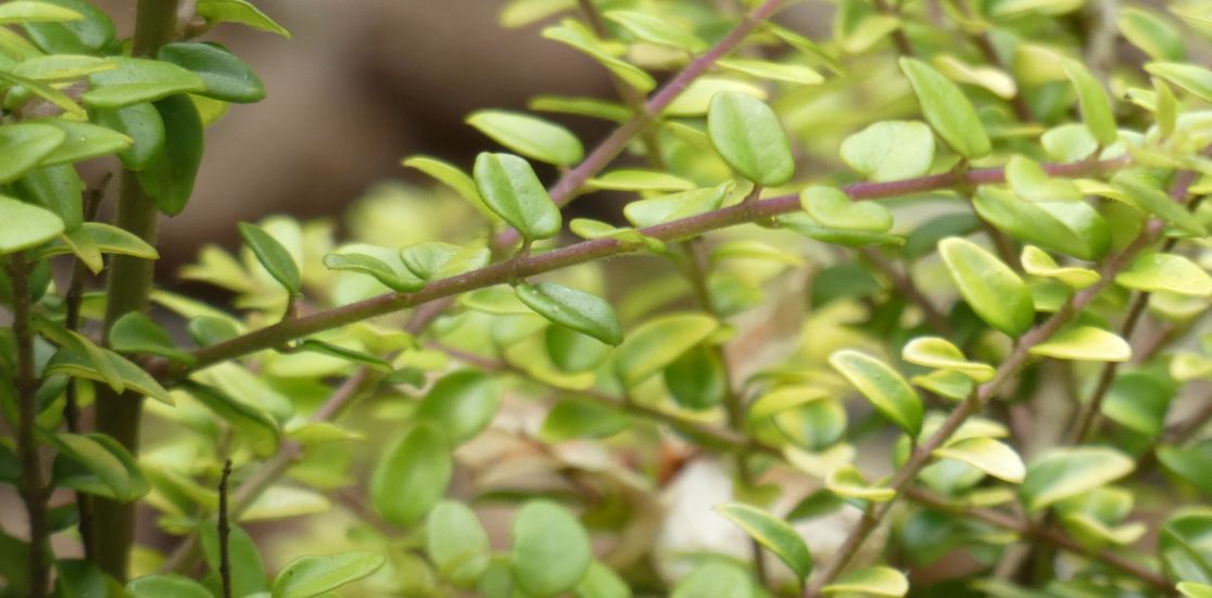 Lonicera ligustrina var. yunnanensis (Caprifoliaceae)