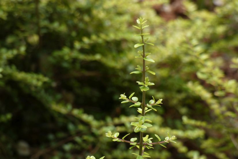 Lonicera ligustrina var. yunnanensis (Caprifoliaceae)