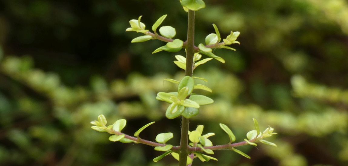 Lonicera ligustrina var. yunnanensis (Caprifoliaceae)