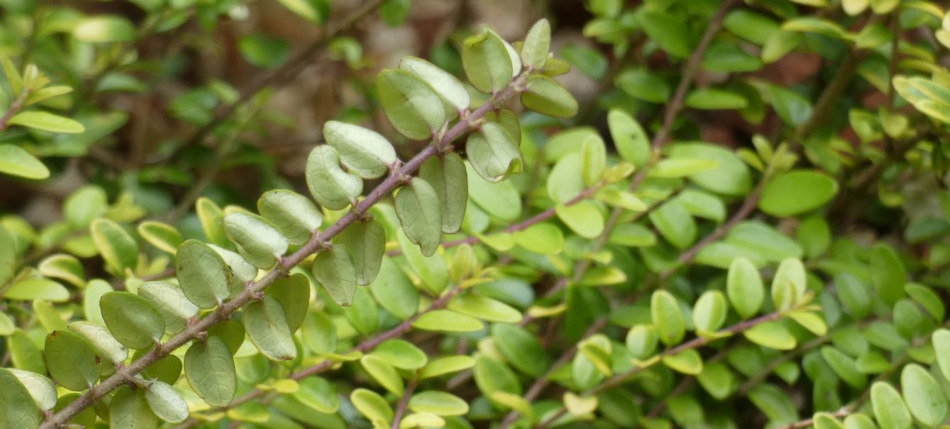 Lonicera ligustrina var. yunnanensis (Caprifoliaceae)