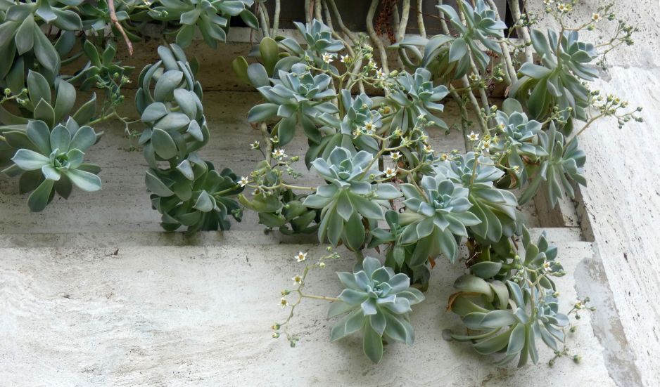 Crassulaceae: Graptopetalum paraguayense