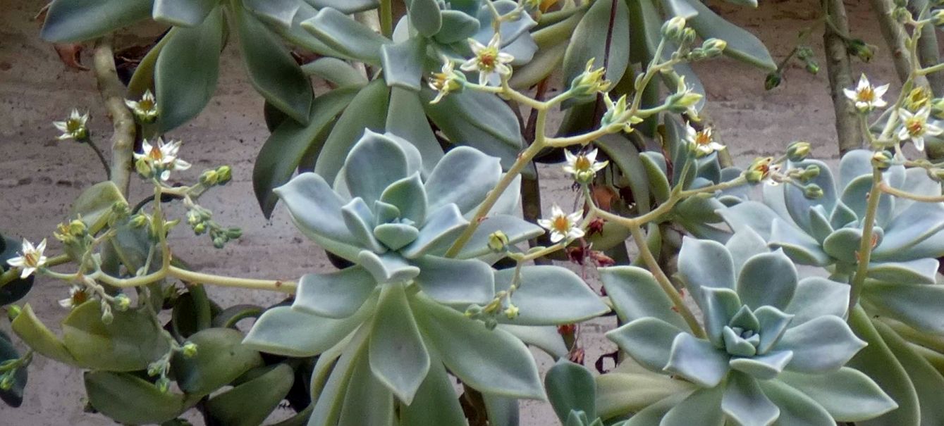 Crassulaceae: Graptopetalum paraguayense