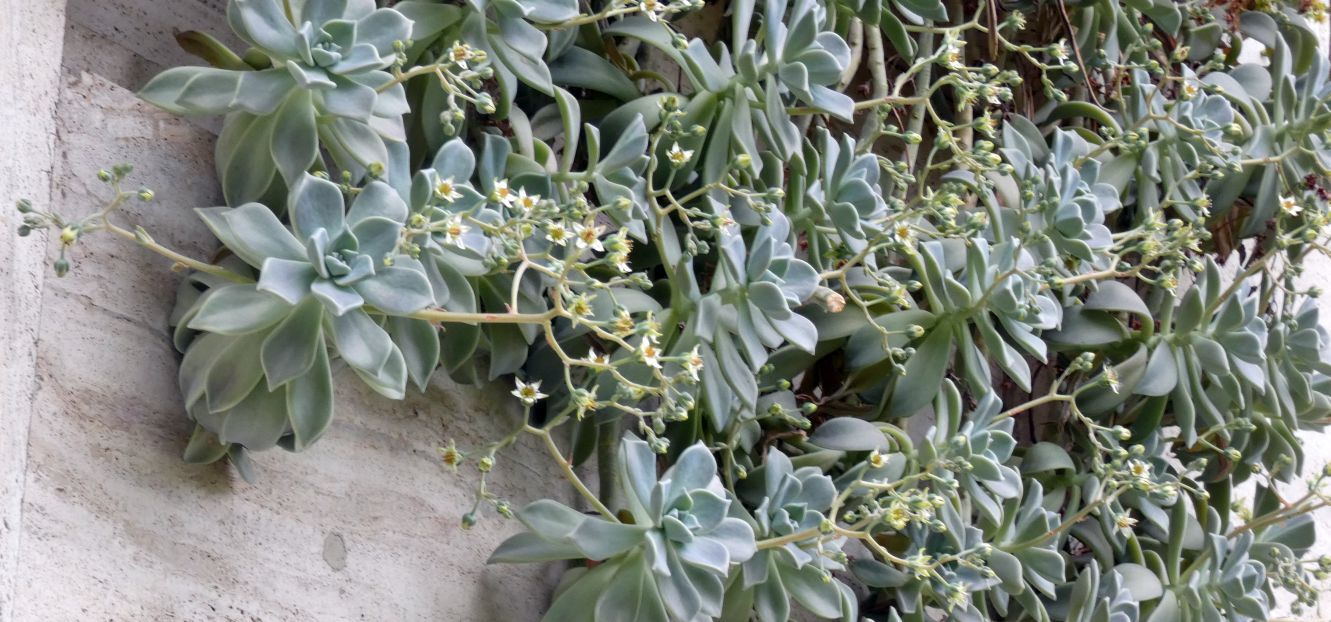 Crassulaceae: Graptopetalum paraguayense