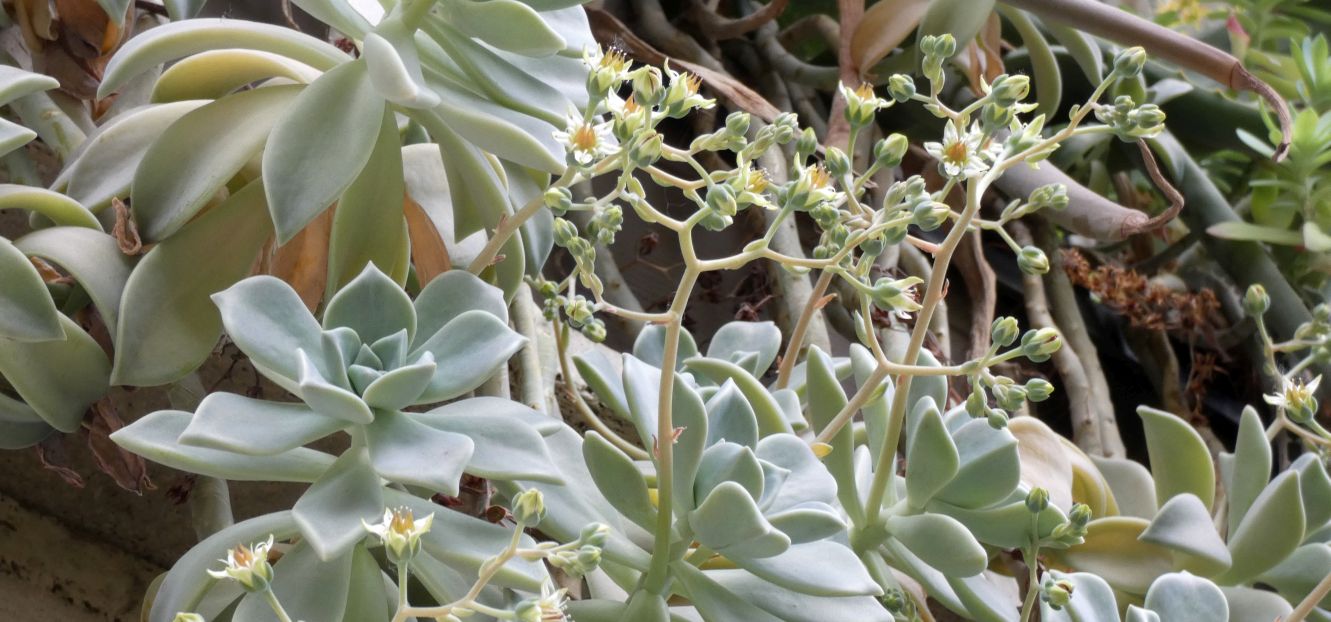 Crassulaceae: Graptopetalum paraguayense