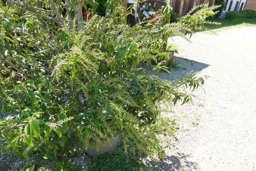 cv di Prunus lusitanica (Rosaceae)