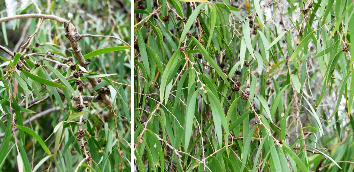 Dall''Australia (WA):  Agonis flexuosa (Myrtaceae)