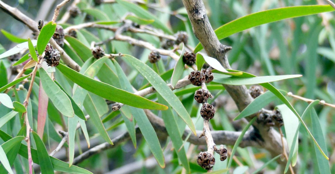 Dall''Australia (WA):  Agonis flexuosa (Myrtaceae)