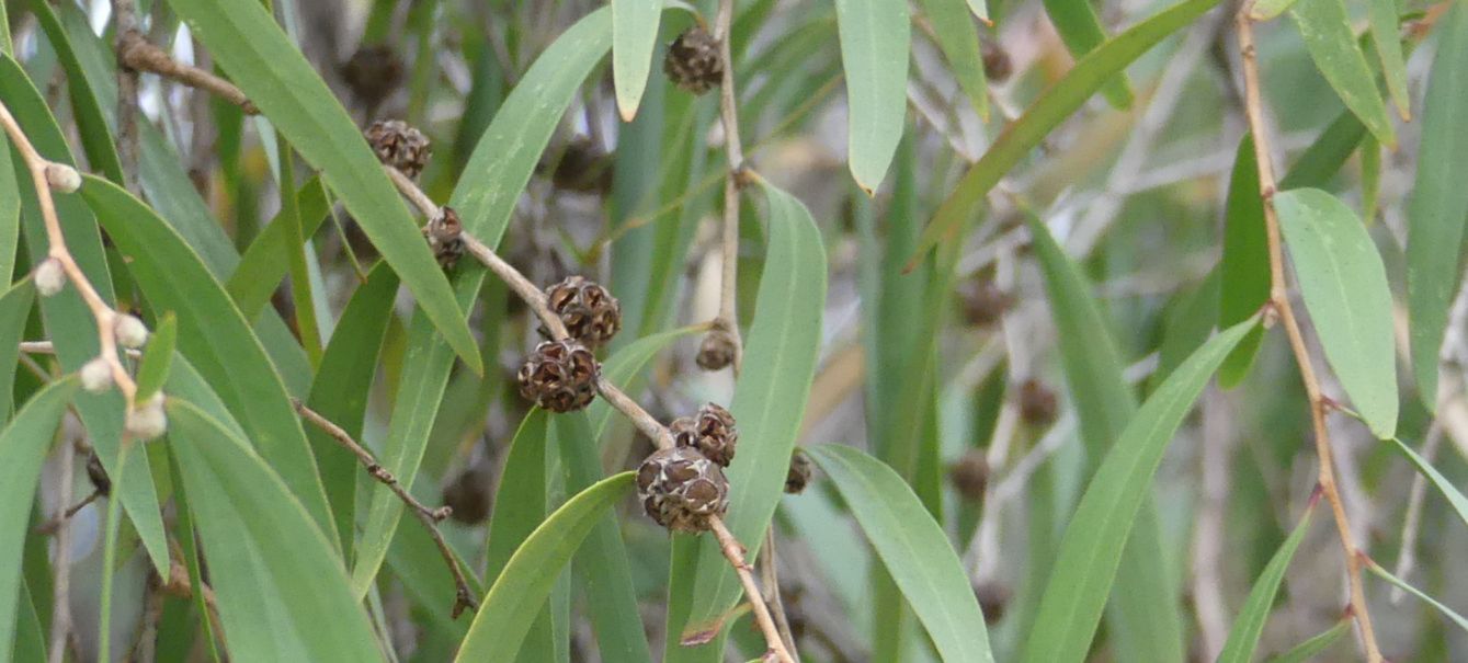 Dall''Australia (WA):  Agonis flexuosa (Myrtaceae)