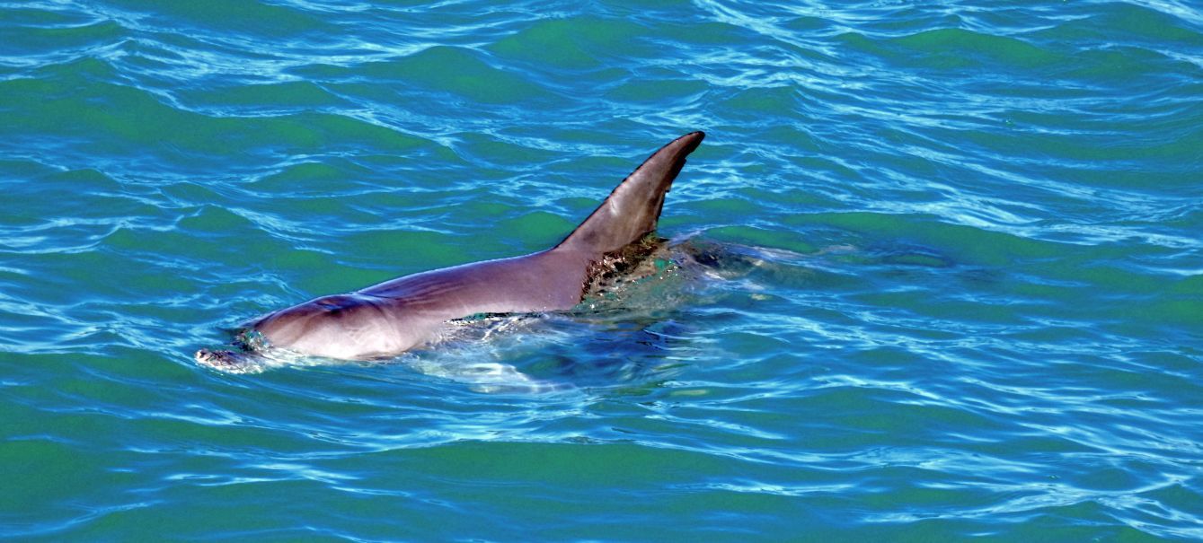 Australia: incontro ravvicinato con un dugongo