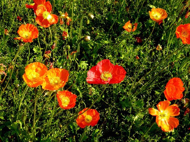 Papaveri da identificare:   Papaver nudicaule