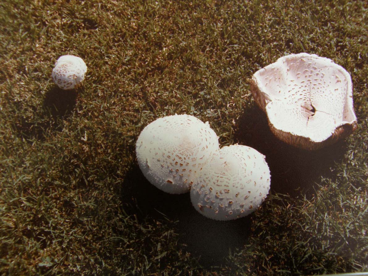 Lepiota dell''Arizona