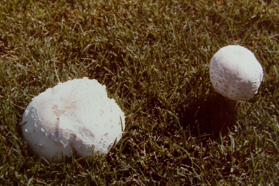 Lepiota dell''Arizona