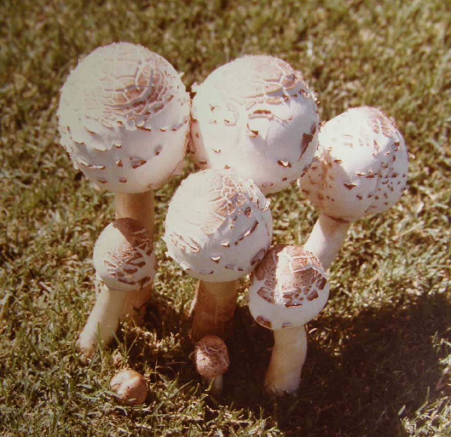 Lepiota dell''Arizona