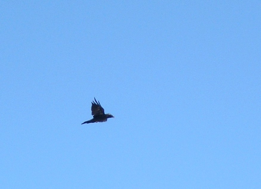 Corvidae  dalla Mongolia: cfr. Corvus corax