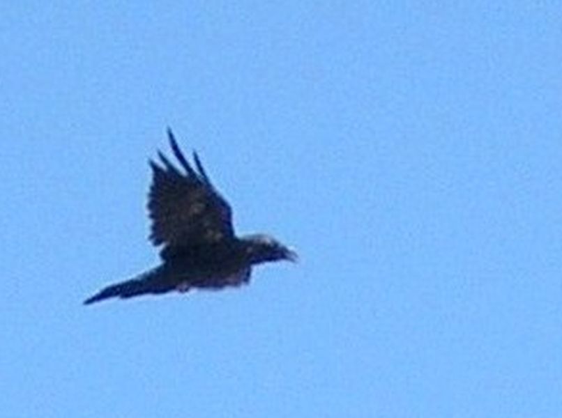 Corvidae  dalla Mongolia: cfr. Corvus corax