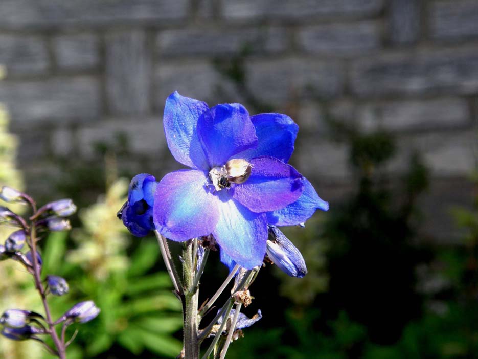 In aiuole valdostane - 1