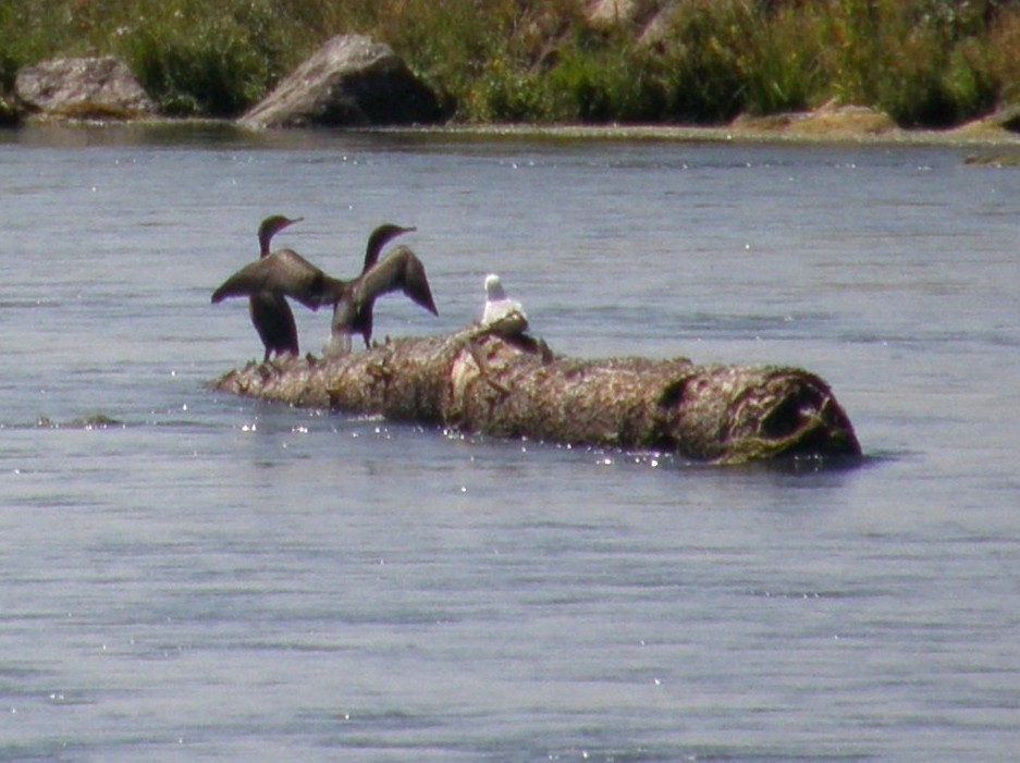 Cormorani USA