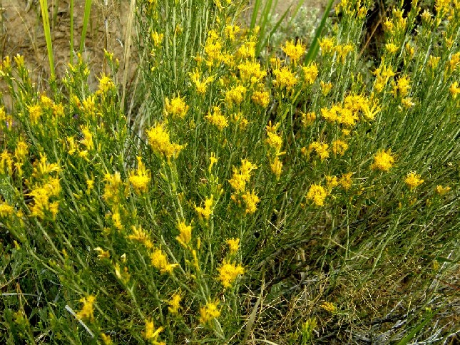 Yellowstone National Park (USA) -Ericameria nauseosa