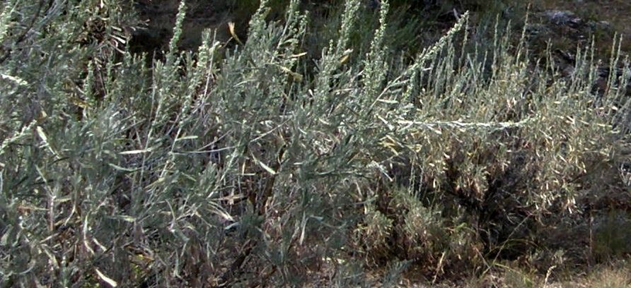Cespugli aromatici Yellowstone:  Artemisia tridentata