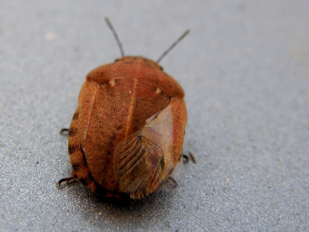 Eterottero Scutelleridae:  Eutygaster sp. - Yellowstone National Park (USA)