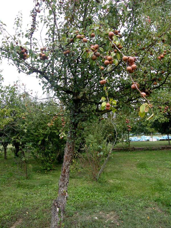 E'' un sorbo? no, Pyrus sp. (Rosaceae)