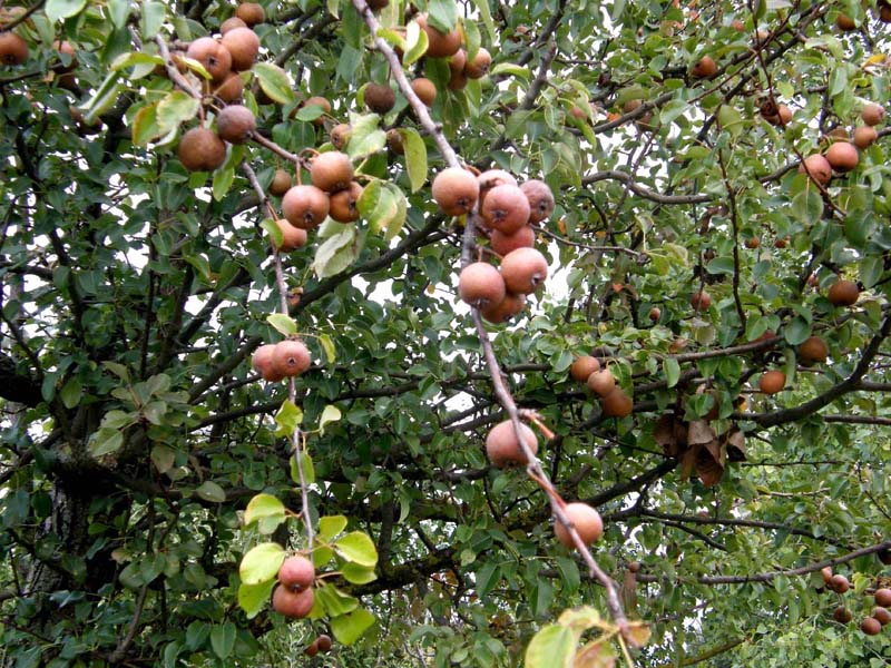 E'' un sorbo? no, Pyrus sp. (Rosaceae)