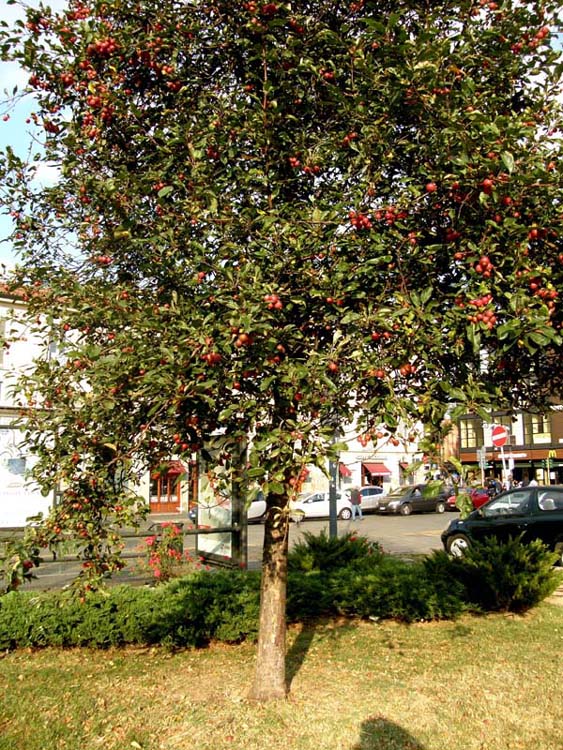 Albero carico di frutti da identificare - Malus sp.