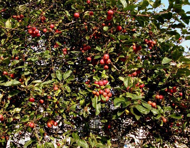 Albero carico di frutti da identificare - Malus sp.