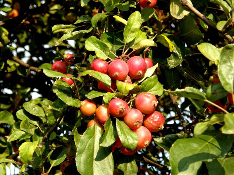 Albero carico di frutti da identificare - Malus sp.