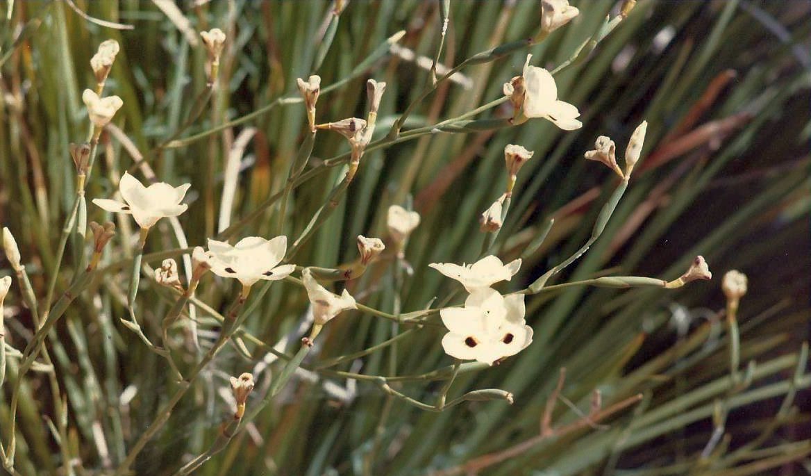 Fiori coltivati...in Arizona:  Dietes bicolor e Hibiscus cv