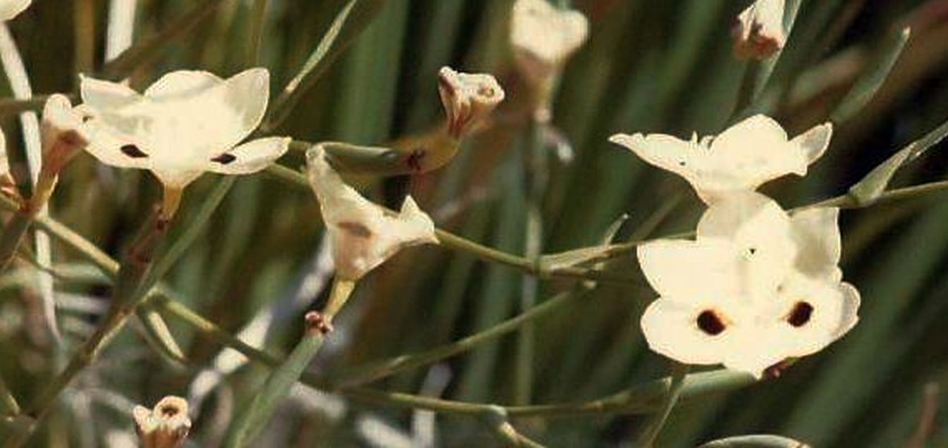 Fiori coltivati...in Arizona:  Dietes bicolor e Hibiscus cv