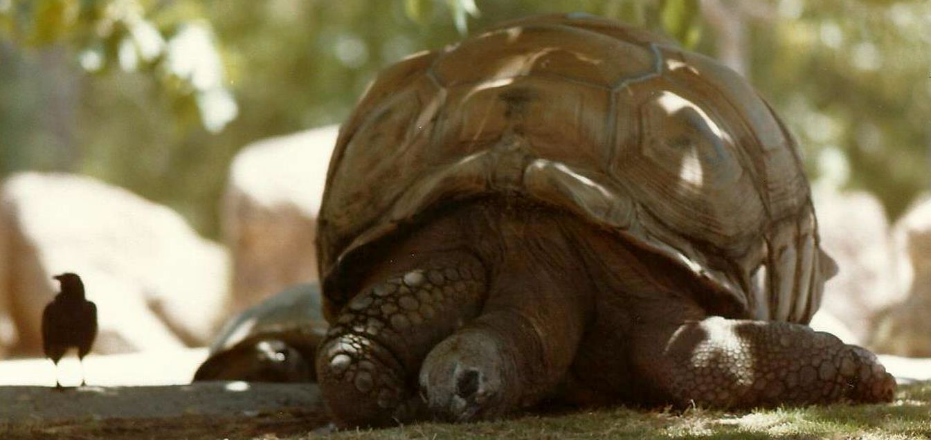 Allo zoo di Phoenix (Arizona):  Rettili