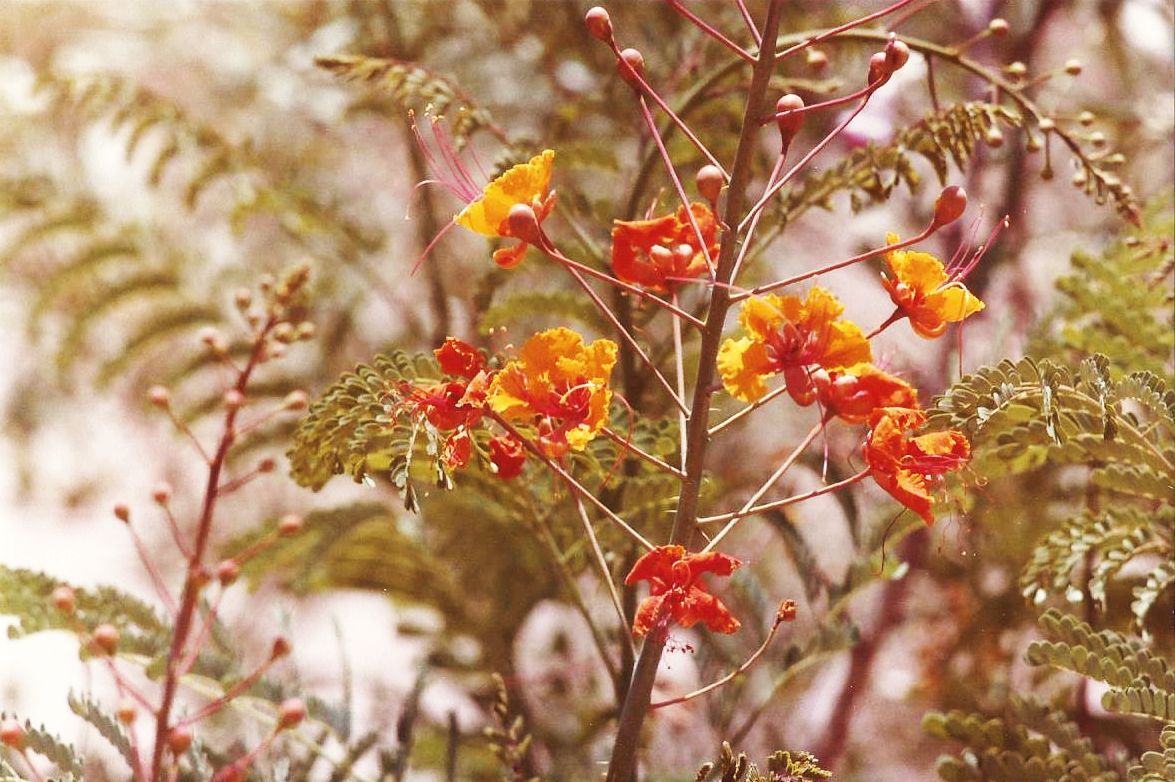 Arizona: Caesalpinia pulcherrima (L.) (Fabaceae)
