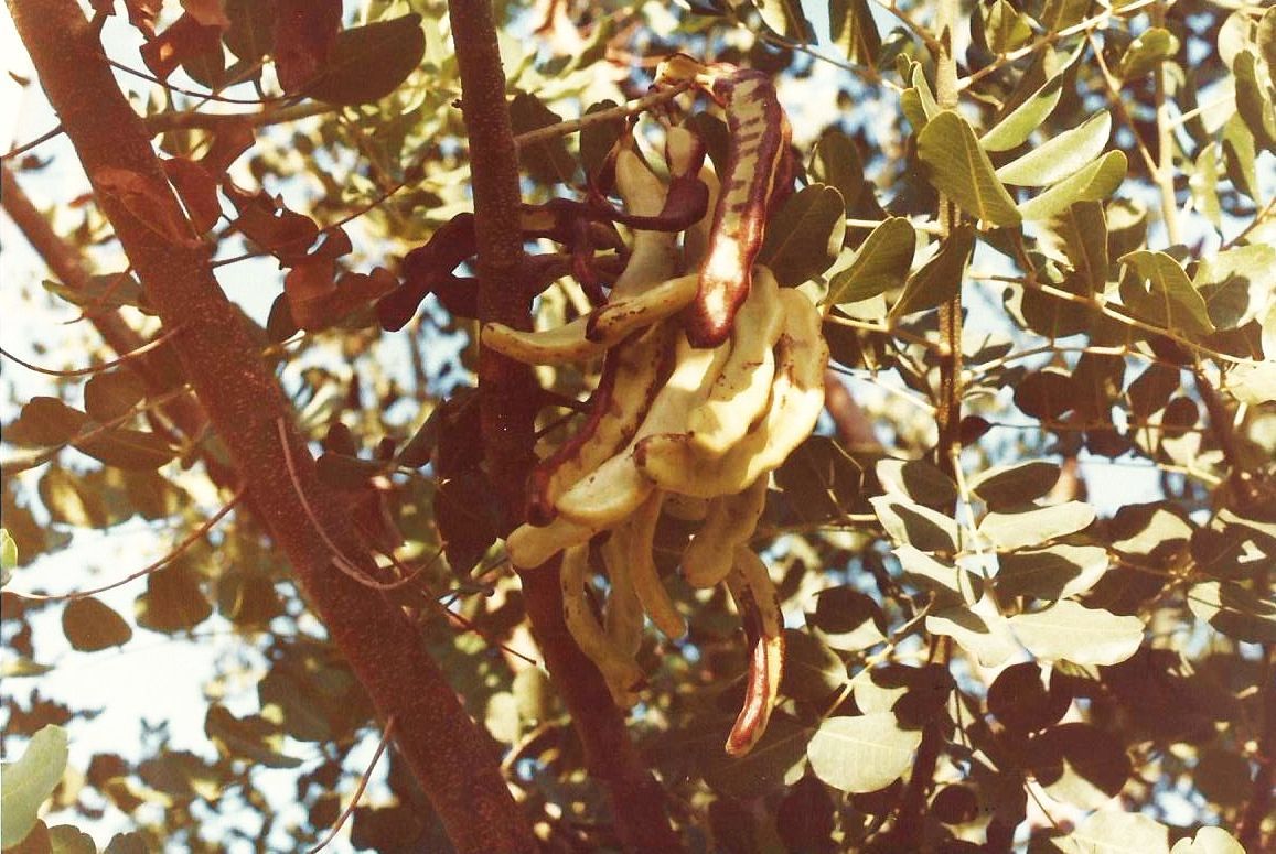 Phoenix (Arizona):   Ceratonia siliqua L. (Fabaceae)