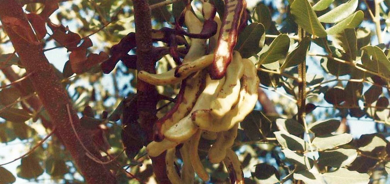 Phoenix (Arizona):   Ceratonia siliqua L. (Fabaceae)