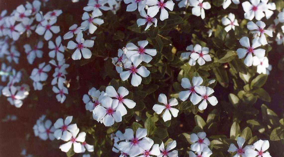 Phoenix (Arizona), in un''aiuola:  Catharanthus roseus