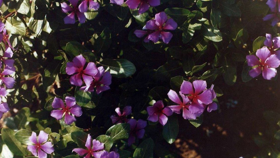 Phoenix (Arizona), in un''aiuola:  Catharanthus roseus