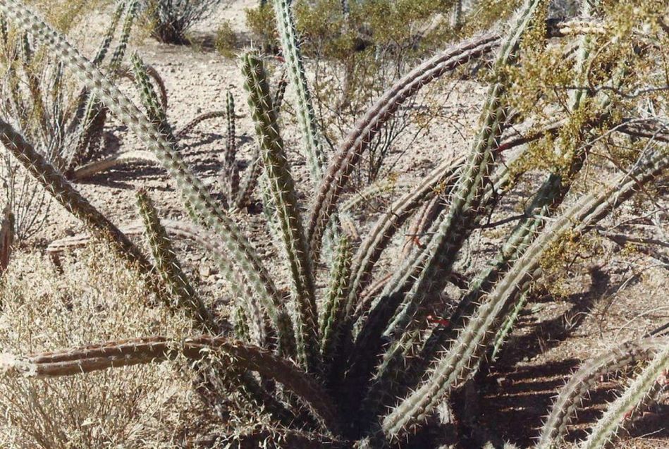 Phoenix (Arizona): Desert Botanical Garden - 1