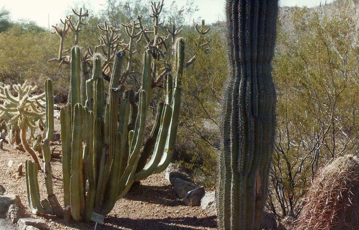 Phoenix (Arizona): Desert Botanical Garden - 1